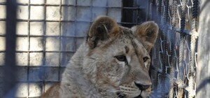 Милота: как сейчас живет львица Cандра, которую пытались нелегально вывезти из Одессы