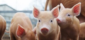 Цифра дня: на Полтавщине из-за АЧС уничтожили почти две тысячи свиней