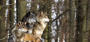 Цифра дня: на сколько выросло количество волков в Крыму за год