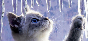 Лід на голову: через падіння бурульки у Львові постраждав чоловік