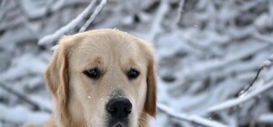 В парке Отрадный неизвестные разбросали яд для собак