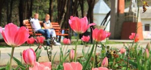 Беги смотреть: в Детском парке начался парад тюльпанов