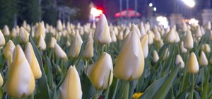 Покрывало из цветов: набережная на Золотом берегу зацвела белыми тюльпанами