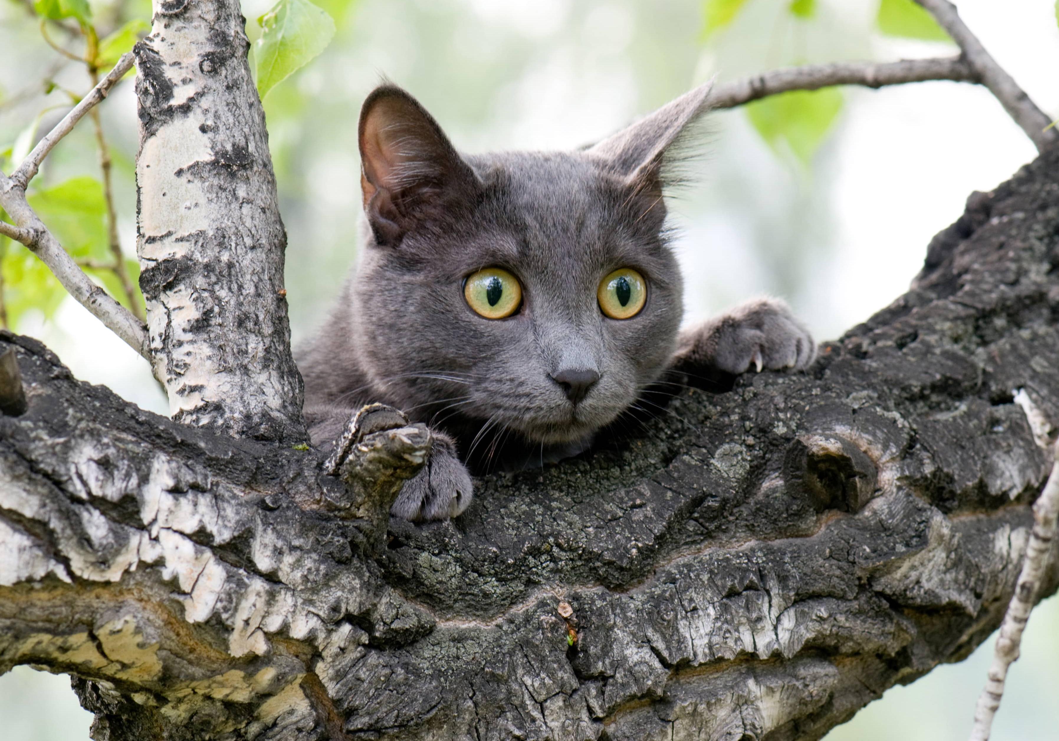 Новость - События - Просидела четыре дня: спасатели сняли с дерева измученную кошку