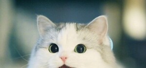 Что за люди: в Днепре убивали породистых котов ради заработка