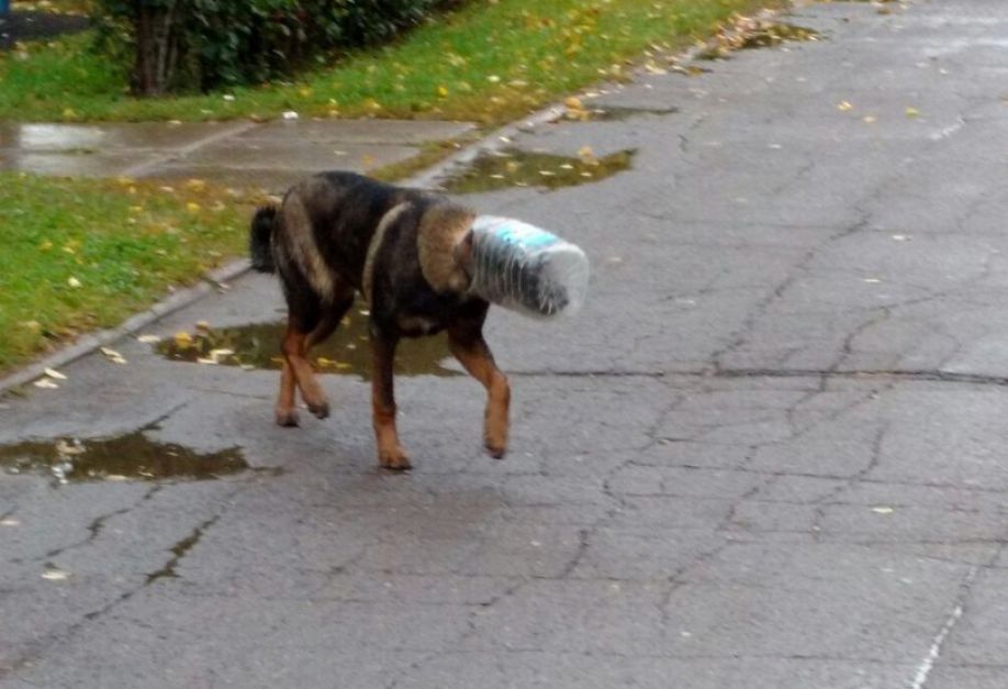 Новость - События - Не могут помочь: по Днепру ходит собака с бутылкой на голове