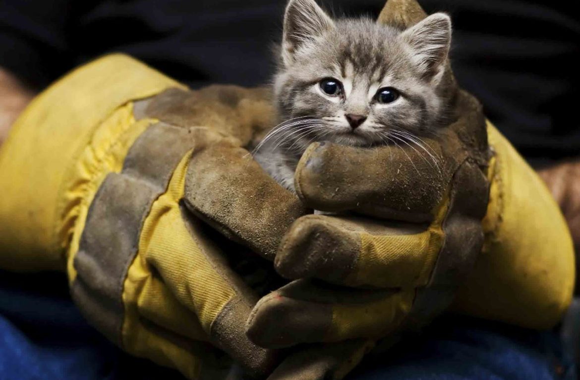 Новость - События - Минутка добра: пожарные спасли котенка из колодца