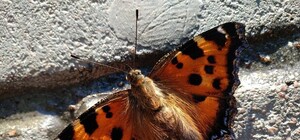 Получи ответ: почему в городе массовое нашествие бабочек