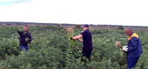 Возле проспекта: в Харькове нашли плантацию конопли