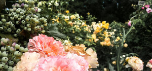 Наслаждайся: в ботаническом саду им. Н. В. Багрова в Симферополе цветут розы