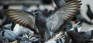 Что происходит: в Симферополе массово умирают голуби