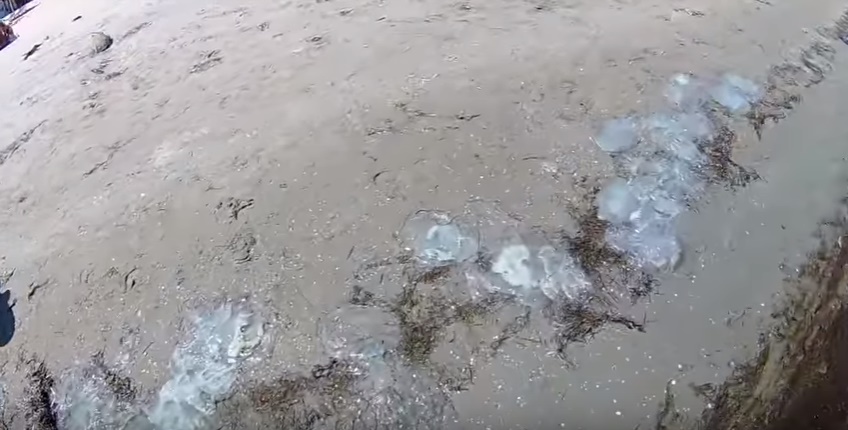 В Генической горке медузы выбросились на берег. Фото: Александр Башмур