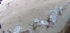 Смотри видео: на Азовское побережье вынесло десятки медуз