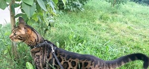 Дорогой питомец: в Харькове за возвращение пропавшего кота предлагают 10 000 гривен