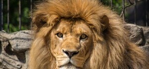 Котик порезвился: под Днепром лев сбежал на волю и порвал десяток свиней