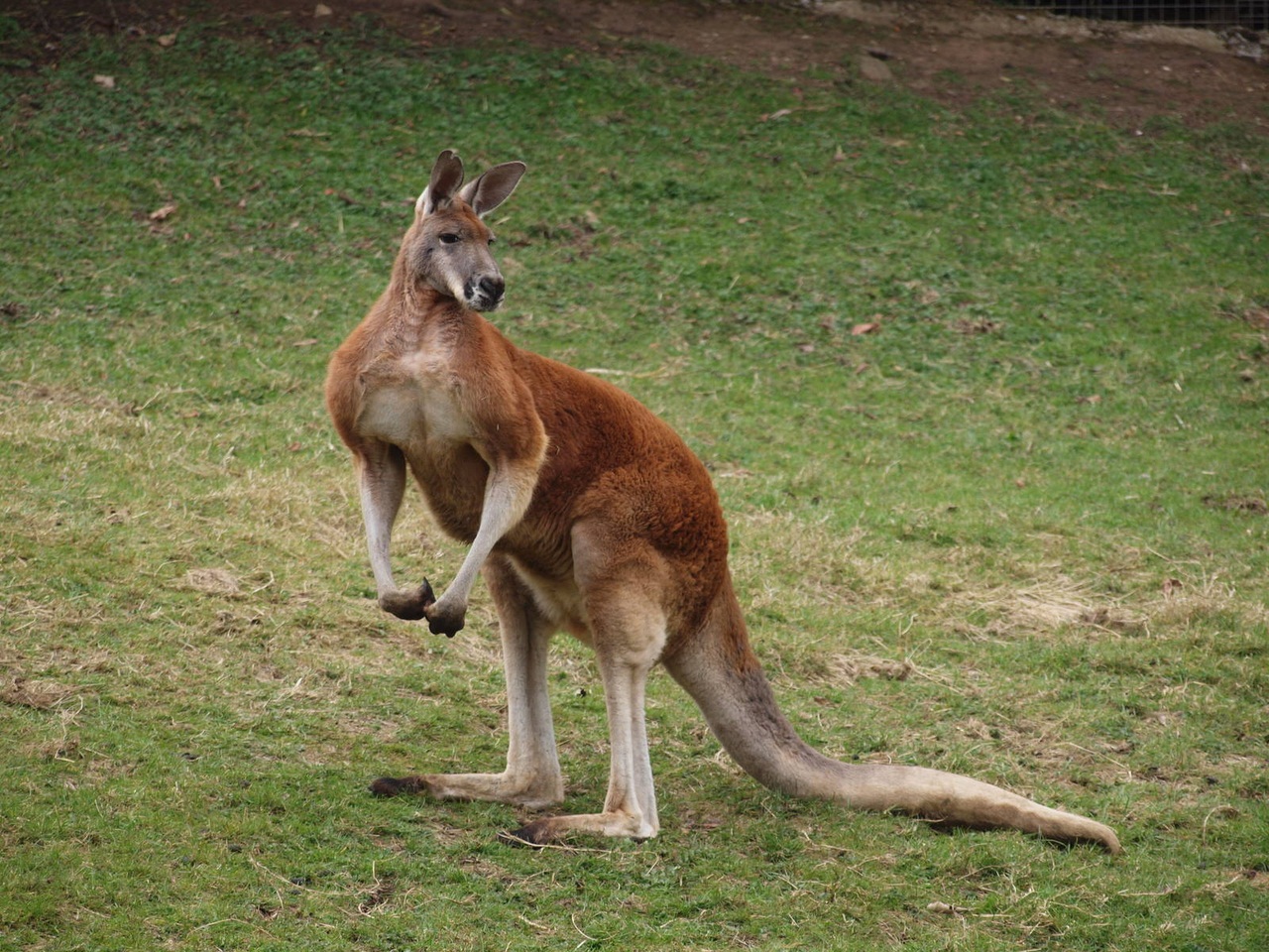Новость - События - На кого же ты похож: в Днепре до неузнаваемости изменили памятник кенгуру