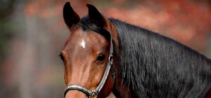 Издевательство: в центре Одессы прогулочная лошадь потеряла сознание