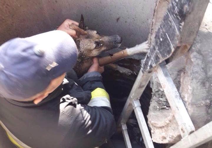 Новость - События - Спасли от смерти: сотрудники ГСЧС вытащили собаку из глубокого колодца
