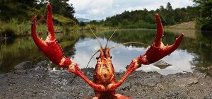 На Киевщине ввели запрет на вылов раков