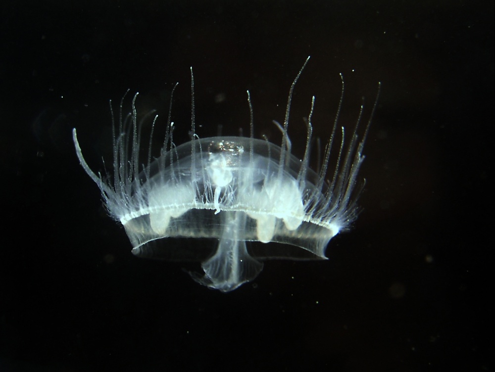Новость - События - Опасно ли: медузы на Красном камне оказались хищниками