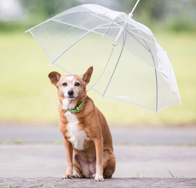 Новость - События - Не прячь зонтик: какая погода будет в Днепре до конца недели