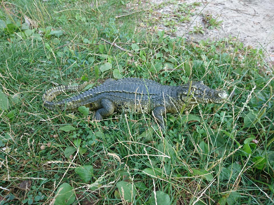На Солнечном гулял "крокодил". Фото fb "Солнечный Днепр"