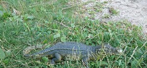 Незваные гости: на Солнечном днепрян напугал 