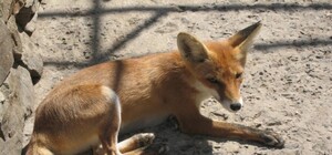 Зоопарк и террариум