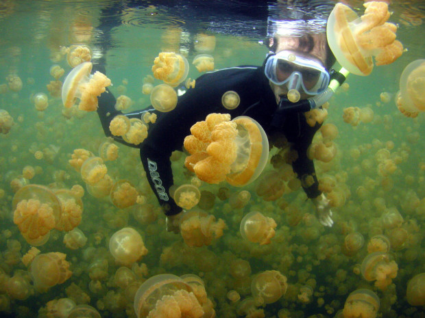 Новость - События - Осторожней на отдыхе: в Приморском у берега плавают тысячи медуз