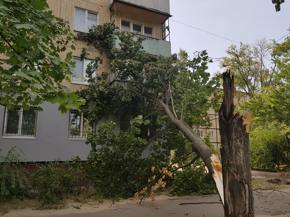 На пятиэтажку упало дерево. Фото: Максим Исаченко.