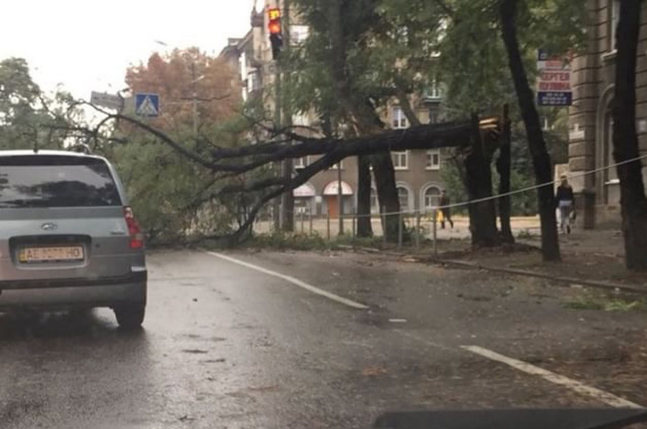 В Днепре дерево упало и оборвало провода. Фото: @news_dnepr