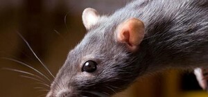 Смотри: в море у Ланжерона плавают мертвые крысы