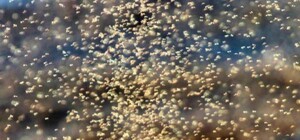 В Одесской области заметили необычный смерч из комаров: опубликовано видео