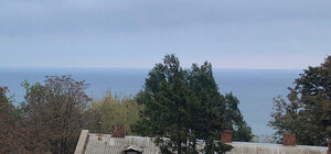 Руки чесались: в Одессе спилили сосну, посаженную Паустовским