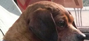 Супрун отменила шоколад, свечи и пледики во время осенней хандры