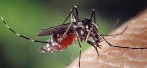 Специалисты обнаружили в Киеве 5 видов малярийных комаров