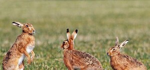 Цифра дня: сколько 