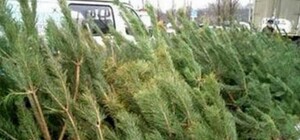 В преддверии праздников конкуренция на рынке новогодних елок растет