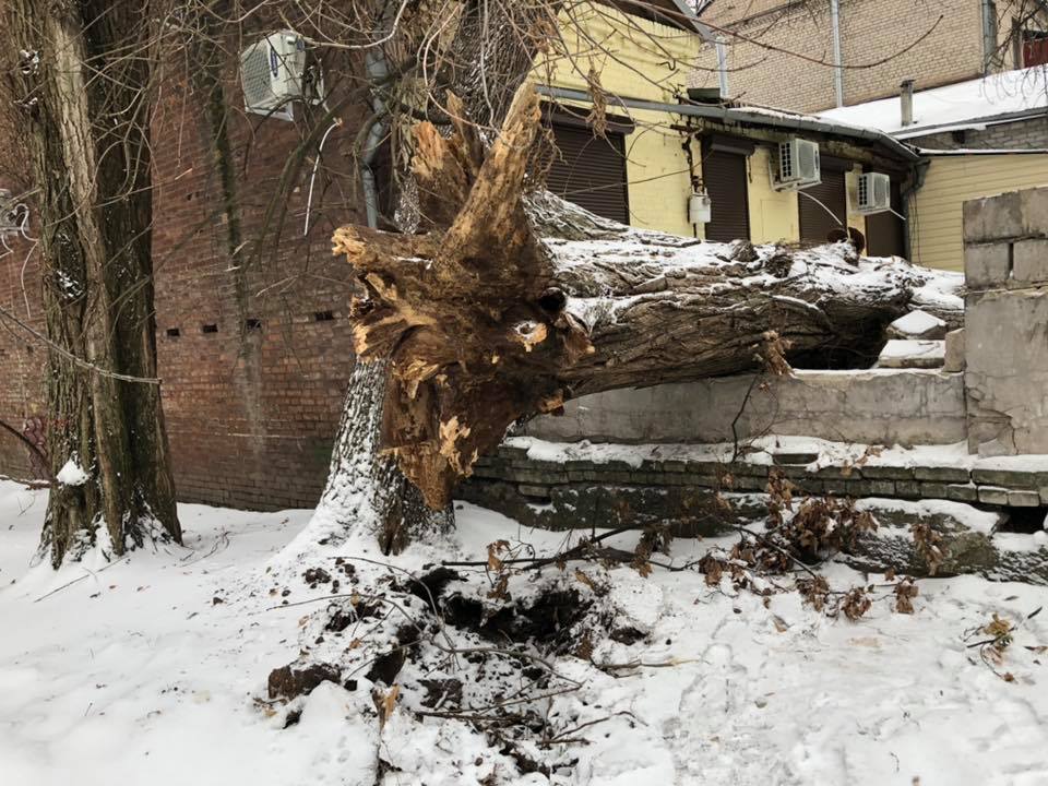 В центре на школьном дворе упало дерево. фото: fb Катя Гри