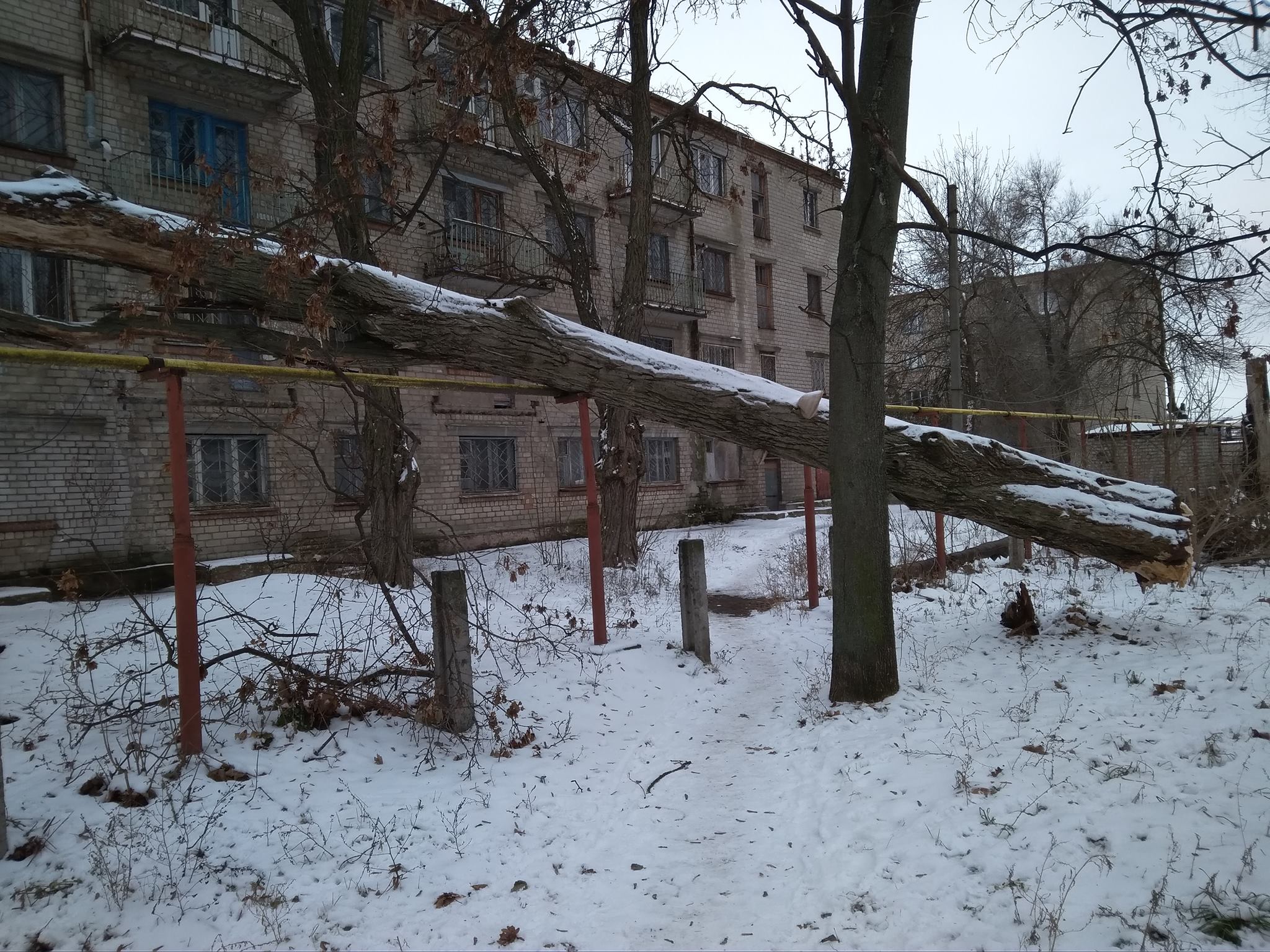 В Приднепровске дерево упало на газовую трубу. фото: fb Оксана Алексеенко