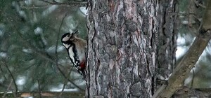 Живописная природа: запорожский фотограф показал снимки зимней Хортицы