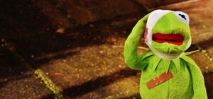 Киевлян научат оказывать первую помощь животным