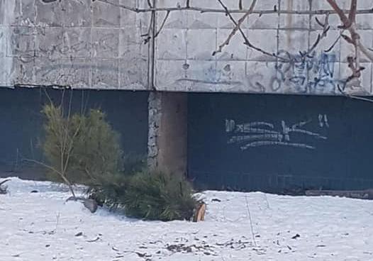 На Парусе из окон кидают елки. фото: fb Оля Галилео