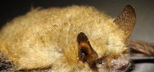 Неожиданные соседи: во время ремонта на балконе запорожцы обнаружили два десятка краснокнижных летучих мышей