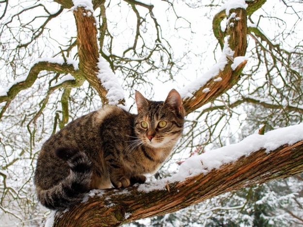 Картинка кот на дереве