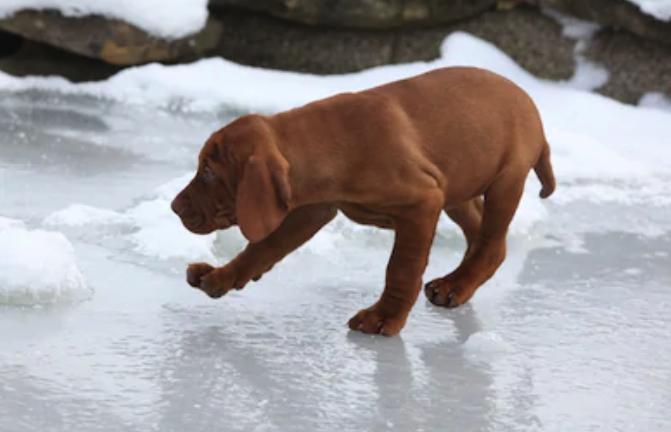 Новость - События - Герои среди нас: днепрянин прыгнул в ледяную воду, чтобы спасти бездомную собаку