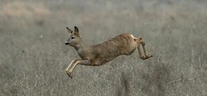 Полюбуйся природой: запорожский фотограф опубликовал снимки диких животных на Хортице