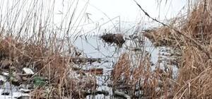 Ну что за люди: днепряне устроили из зоны отдыха гадюшник