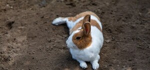 Не надо так: на Хортице орудуют браконьеры (фото)