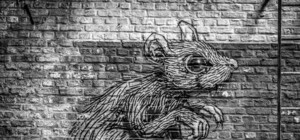 Щури у Львові: сьогодні розпочалася дератизація